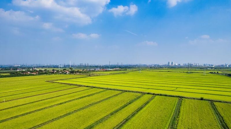家庭农场立体种养模式：打造高效生态农业新范式