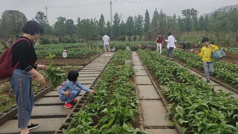 一楼院子水果种植品种推荐：因地制宜，收获满满