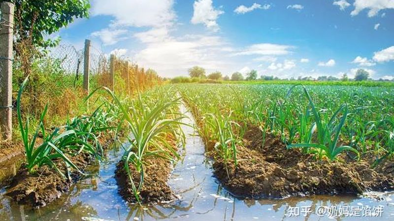 河南小型农产品深加工设备：价格背后的价值考量